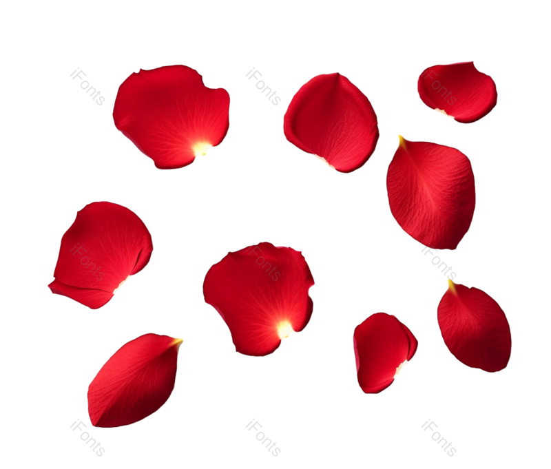 装饰图片,花瓣装饰元素,520PNG,玫瑰花免抠素材